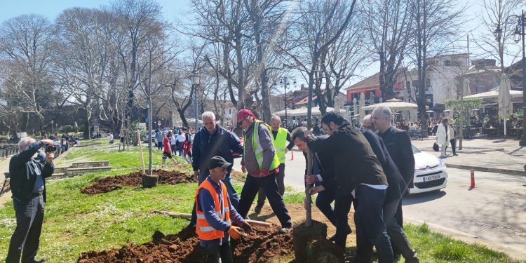 Δέντρα- σύμβολα μνήμης στην πλατεία Μαβίλη