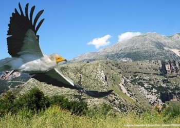 Ελληνική Ορνιθολογική Εταιρεία: Νέα σκανδαλώδης και παράνομη αδειοδότηση Αιολικού Σταθμού σε προστατευόμενη περιοχή στην Ήπειρο