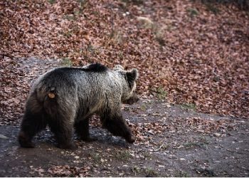Ξύπνησαν οι αρκούδες στο Κέντρο Προστασίας Αρκούδας στο Νυμφαίο! Ανοικτό και πάλι από αύριο για επισκέψεις