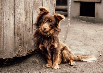Ιωάννινα:Η καταγγελία για συνθήκες διαβίωσης σκύλου έφερε σύλληψη και πρόστιμα -Το Άτυχο ζώο κατέληξε….