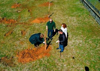 Δημιουργία πρότυπου ελαιώνα στην Ηλιόκαλη από το Δήμο Ιωαννιτών