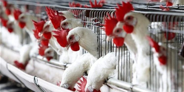 Λύνεται οριστικά το πρόβλημα της αδειοδότησης των υφιστάμενων πτηνοτροφικών μονάδων της χώρας