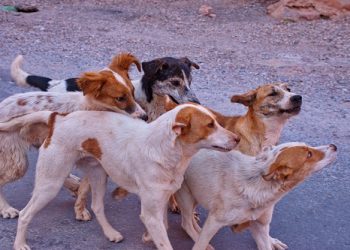 246 αδέσποτα ζώα συντροφιάς περιέθαλψε ο Δήμος Ν. Σκουφά την περίοδο 2020-2022