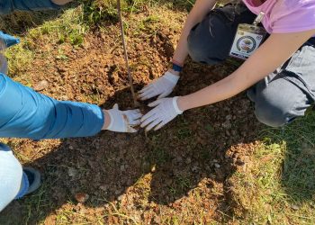 Αναδασώσεις σε τρεις περιοχές των Ιωαννίνων