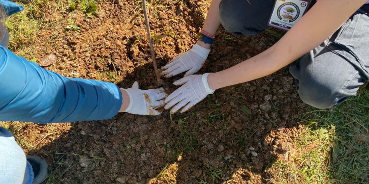 Αναδασώσεις σε τρεις περιοχές των Ιωαννίνων