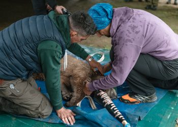 Ο Θωμάς επέστρεψε στη φύση!