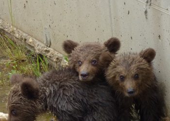 Ευτυχής κατάληξη στην περιπέτεια τριών μικρών αρκούδων
