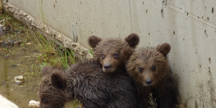 Ευτυχής κατάληξη στην περιπέτεια τριών μικρών αρκούδων