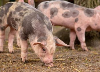 Ενίσχυση της Κυνηγετικής Συνομοσπονδίας με 255.000 ευρώ για την αφρικανική πανώλη των χοίρων