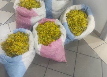 Συνελήφθη για παράνομη συλλογή 47,5 κιλών του προστατευόμενου αρωματικού φυτού «Primula veris»