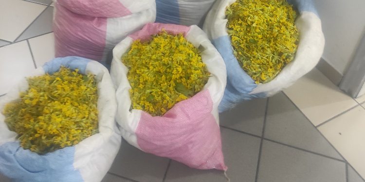 Συνελήφθη για παράνομη συλλογή 47,5 κιλών του προστατευόμενου αρωματικού φυτού «Primula veris»