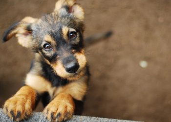 Υπουργείο Πολιτισμού: «Πράσινο φως» για ζώα συντροφιάς σε 120 αρχαιολογικούς χώρους