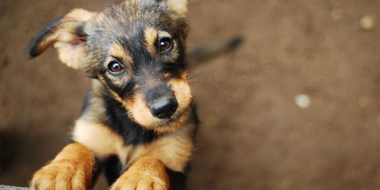 Υπουργείο Πολιτισμού: «Πράσινο φως» για ζώα συντροφιάς σε 120 αρχαιολογικούς χώρους