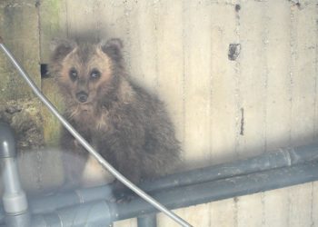 Επανένωση μικρής αρκούδας με τη μαμά του