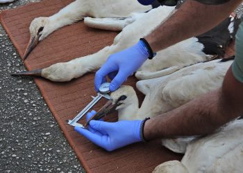 Δακτυλίωση και καθαρισμός φωλιών λευκών πελαργών στον Δήμο Πωγωνίου