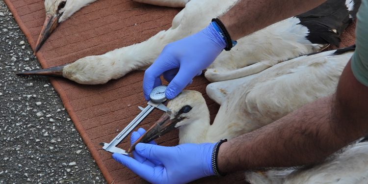 Δακτυλίωση και καθαρισμός φωλιών λευκών πελαργών στον Δήμο Πωγωνίου
