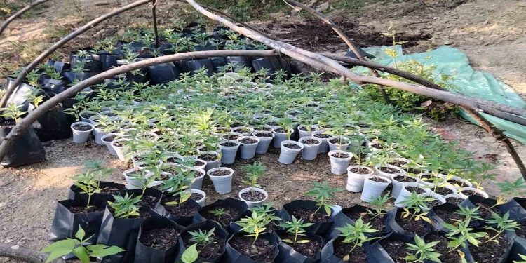 Θεσπρωτία: Εγκαταλελειμμένη φυτεία κάνναβης – Εκριζώθηκαν 1.885 δενδρύλλια