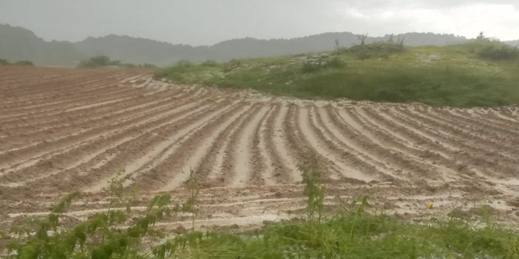 Τεράστιες ζημιές στις καλλιέργειες πατάτας στη Χρυσοβίτσα από την κακοκαιρία