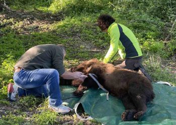 Ραδιοσήμανση αρκούδας που έκανε ζημιές σε κοτέτσια σε περιοχή της Φλώρινας