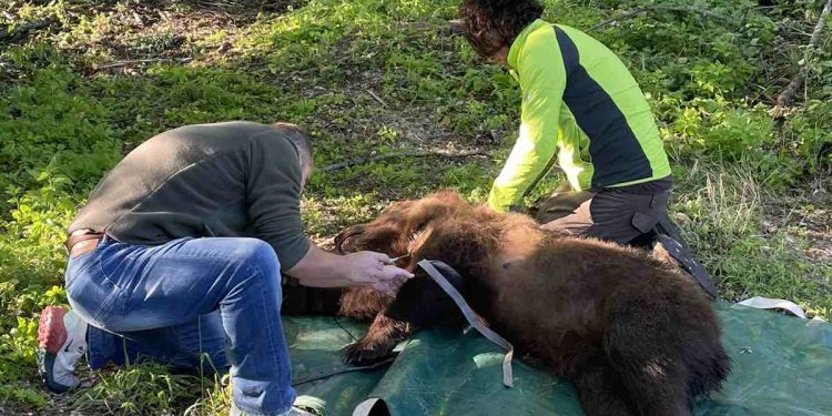 Ραδιοσήμανση αρκούδας που έκανε ζημιές σε κοτέτσια σε περιοχή της Φλώρινας