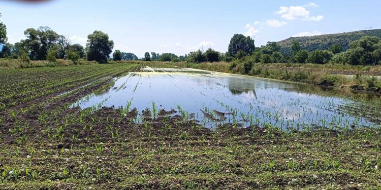 ΠΑΣΟΚ Ιωαννίνων: “Πυρά” σε Καχριμάνη και Υπουργείο για τις καταστροφή καλλιεργειών στον Ν.Ιωαννίνων