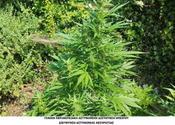 Συνελήφθησαν σε περιοχή της Θεσπρωτίας δύο ημεδαποί γιακαλλιέργεια,κατοχή και διακίνηση ναρκωτικών