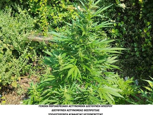 Συνελήφθησαν σε περιοχή της Θεσπρωτίας δύο ημεδαποί γιακαλλιέργεια,κατοχή και διακίνηση ναρκωτικών