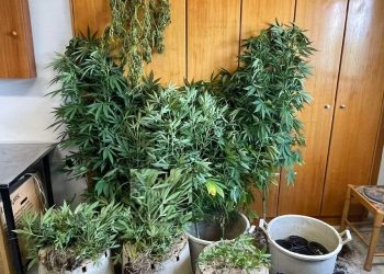 Άρτα: Συνελήφθη για καλλιέργεια ναρκωτικών και κατασχέθηκαν 23 δενδρύλλια κάνναβης