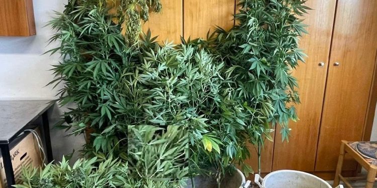 Άρτα: Συνελήφθη για καλλιέργεια ναρκωτικών και κατασχέθηκαν 23 δενδρύλλια κάνναβης