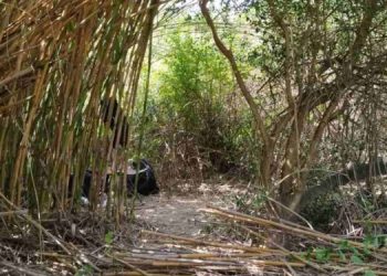 Εντοπίστηκε οργανωμένη φυτεία χασίς σε περιοχή της Άρτας