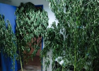 Στοχευμένοι έλεγχοι για την πρόληψη κατά των ναρκωτικών στην Ήπειρο Συνελήφθησαν 6 άτομα το τελευταίο 24ωρo