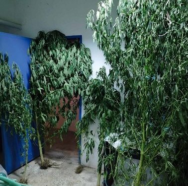 Στοχευμένοι έλεγχοι για την πρόληψη κατά των ναρκωτικών στην Ήπειρο Συνελήφθησαν 6 άτομα το τελευταίο 24ωρo