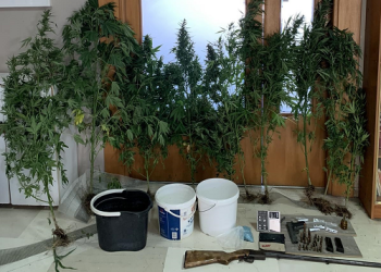 Καλλιεργούσαν σε θερμοκήπιο δενδρύλλια κάνναβης