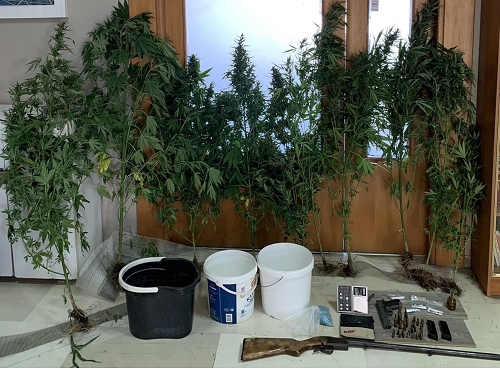 Καλλιεργούσαν σε θερμοκήπιο δενδρύλλια κάνναβης