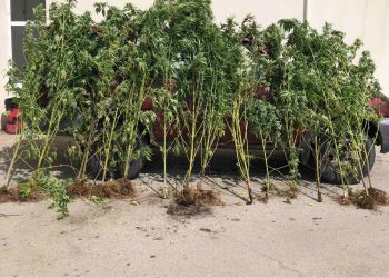 Πρέβεζα: Καλλιεργούσε 16 δενδρύλλια κάνναβης