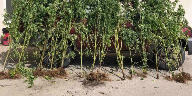 Πρέβεζα: Καλλιεργούσε 16 δενδρύλλια κάνναβης