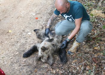 Λαθροκυνηγός σκότωσε αρκουδάκι