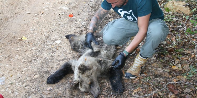 Λαθροκυνηγός σκότωσε αρκουδάκι