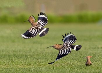 Ευρωπαϊκή Γιορτή των Πουλιών 2023 – Μια γιορτή αφιερωμένη στη φθινοπωρινή μετανάστευση