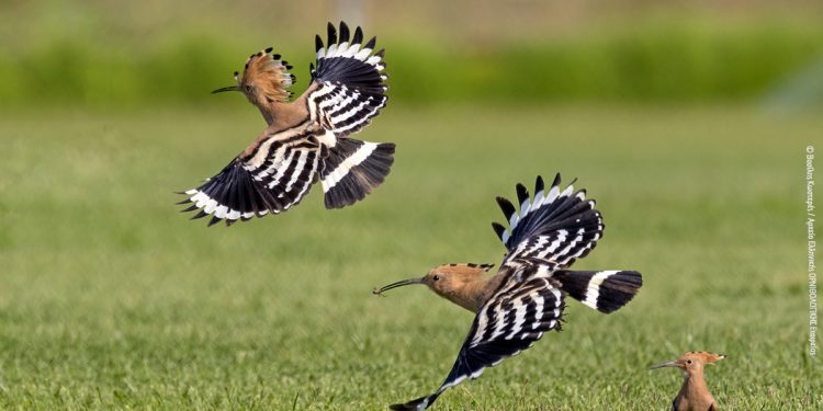 Ευρωπαϊκή Γιορτή των Πουλιών 2023 – Μια γιορτή αφιερωμένη στη φθινοπωρινή μετανάστευση