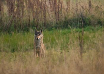 Aνακοίνωση 16 Περιβαλλοντικών Οργανώσεων για την κατάσταση διατήρησης του λύκου στην Ευρώπη