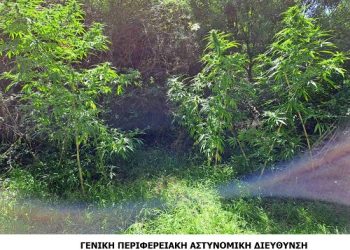 Συνελήφθη ημεδαπός σε περιοχή της Θεσπρωτίας για κατοχή και καλλιέργεια ναρκωτικών