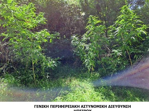 Συνελήφθη ημεδαπός σε περιοχή της Θεσπρωτίας για κατοχή και καλλιέργεια ναρκωτικών
