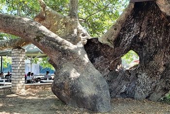 Κλάδευση του Ιστορικού Πλατάνου Γέφυρας