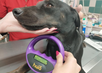 Άρτα:Πρόγραμμα Πρότυπο Διαχείρισης Ζώων Συντροφιάς: Τιμή για τον Δήμο και προκλήσεις για το μέλλον