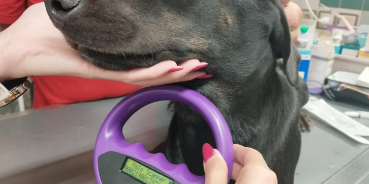 Άρτα:Πρόγραμμα Πρότυπο Διαχείρισης Ζώων Συντροφιάς: Τιμή για τον Δήμο και προκλήσεις για το μέλλον