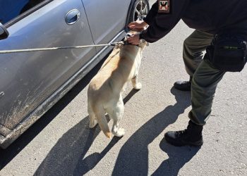 Έλεγχοι τσιπ στα δεσποζόμενα ζώα από τη Δημοτική Αστυνομία Ιωαννίνων