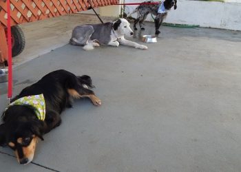 4 Απριλίου: Παγκόσμια Ημέρα Αδέσποτων Ζώων