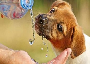 Δήμος Αρταίων: Μέριμνα για τη φροντίδα των αδέσποτων ζώων κατά τη διάρκεια του καύσωνα