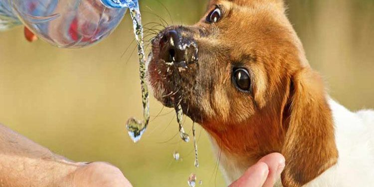 Δήμος Αρταίων: Μέριμνα για τη φροντίδα των αδέσποτων ζώων κατά τη διάρκεια του καύσωνα